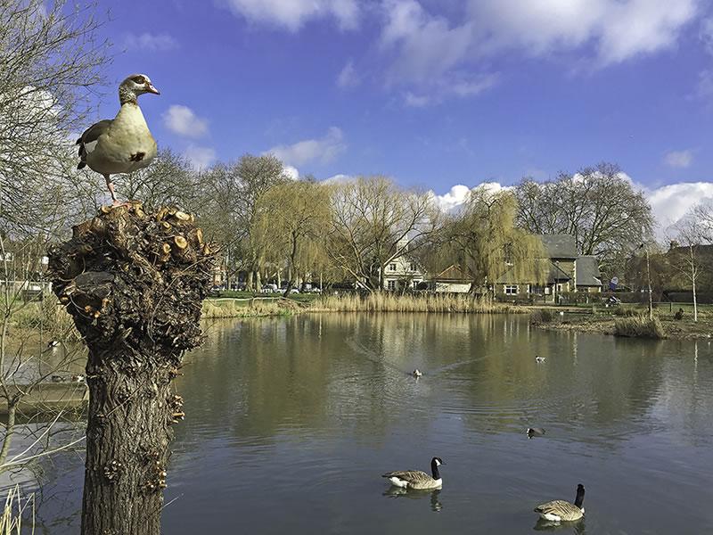 Barnes pond with goose and ducks